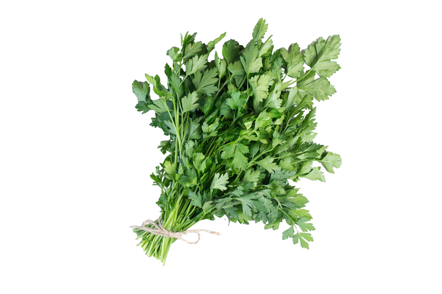 Parsley Continental (Flat Leaf)